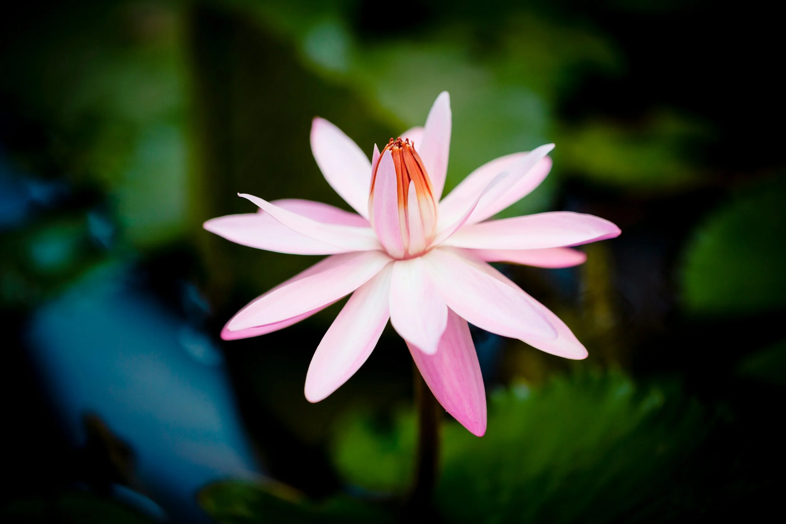 raimond-klavins-hzCuCGsPOyY-unsplash